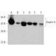 Septin 5 Antibody (H-7) - Western Blotting - Image 359536