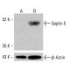 Septin 5 Antibody (H-7) - Western Blotting - Image 415134