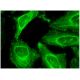 Septin 5 Antibody (H-9) - Immunofluorescence - Image 296414