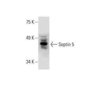 Septin 5 Antibody (H-9) - Western Blotting - Image 289500 