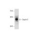 Septin 5 Antibody (H-9) - Western Blotting - Image 289500 