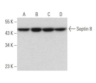 Septin 8 Antibody (C-5) - Western Blotting - Image 371744 