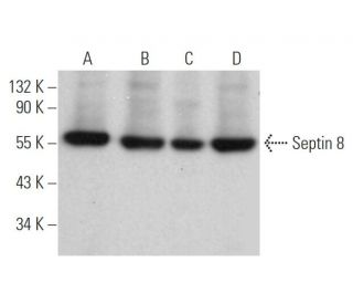 Septin 8 Antibody (D-11) - Western Blotting - Image 371674 