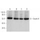 Septin 8 Antibody (D-11) - Western Blotting - Image 371674 