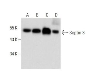 Septin 8 Antibody (D-7) - Western Blotting - Image 319268 