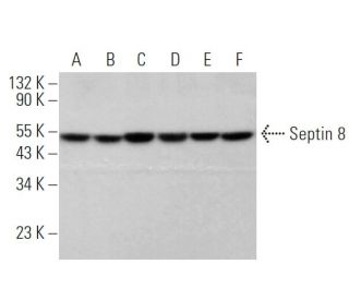 Septin 8 Antibody (D-7) - Western Blotting - Image 371727
