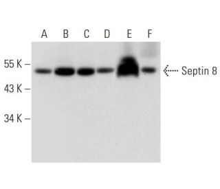 Septin 8 Antibody (G-12) - Western Blotting - Image 319266 