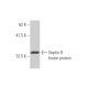 Septin 9 Antibody (2C6) - Western Blotting - Image 349034