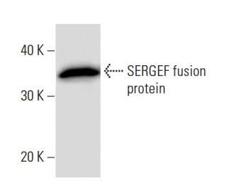 SERGEF Antibody (2261C3a) - Western Blotting - Image 16910