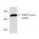 SERGEF Antibody (2261C3a) - Western Blotting - Image 16910