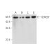 SERGEF Antibody (H-12) - Western Blotting - Image 344462 