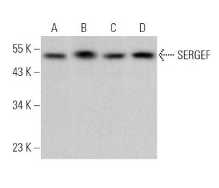 SERGEF Antibody (H-12) - Western Blotting - Image 375870 