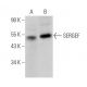 SERGEF Antibody (H-12) - Western Blotting - Image 375867