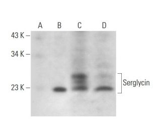 Serglycin Antibody (H-9) - Western Blotting - Image 296227