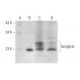 Serglycin Antibody (H-9) - Western Blotting - Image 296227