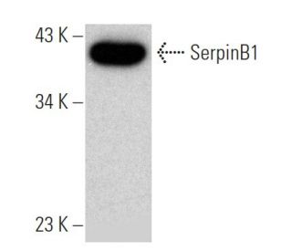 SerpinB1 Antibody (4D7) - Western Blotting - Image 368196