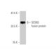 SESN3 Antibody (2C9) - Western Blotting - Image 350338