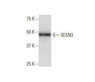 SESN3 Antibody (2C9) - Western Blotting - Image 352231 