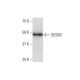 SESN3 Antibody (2C9) - Western Blotting - Image 352231 