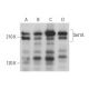 Set1A Antibody (G-6) - Western Blotting - Image 378465