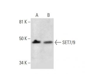 SET7/9 Antibody (C-11) - Western Blotting - Image 289931 