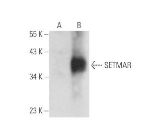 SETMAR Antibody (A-12) - Western Blotting - Image 344607