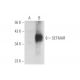 SETMAR Antibody (A-12) - Western Blotting - Image 344607