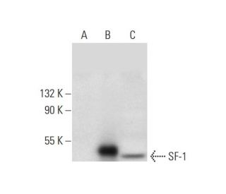 SF-1 Antibody (A-1) - Western Blotting - Image 296955
