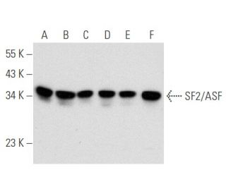 SF2/ASF Antibody (96) - Western Blotting - Image 354787 