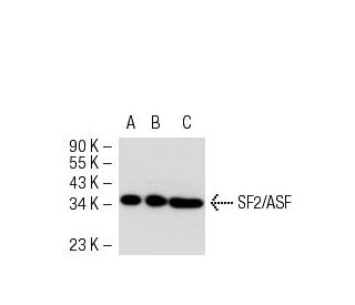 SF2/ASF Antibody (3G268) - Western Blotting - Image 50551