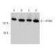 SF3B3 Antibody (B-4) - Western Blotting - Image 367252 