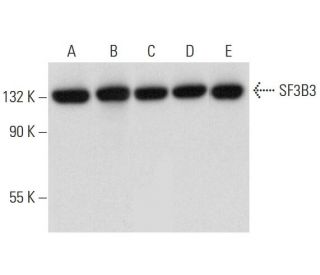 SF3B3 Antibody (D-2) - Western Blotting - Image 314594 