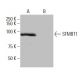 SFMBT1 Antibody (FT-34) - Western Blotting - Image 65050