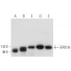SFRS16 Antibody (E-7) - Western Blotting - Image 333399 