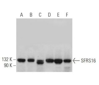 SFRS16 Antibody (E-7) - Western Blotting - Image 375950 