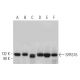 SFRS16 Antibody (E-7) - Western Blotting - Image 375950