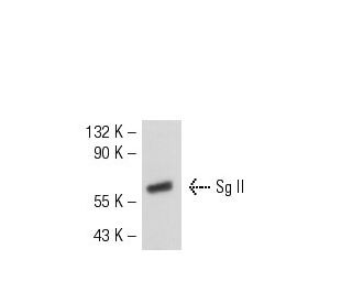 Sg II Antibody (SGII 9G3/3) - Western Blotting - Image 50707