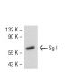 Sg II Antibody (SGII 9G3/3) - Western Blotting - Image 50707