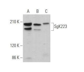 SgK223 Antibody (A-6) - Western Blotting - Image 373523 