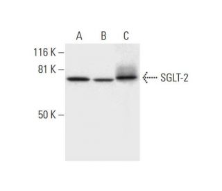 SGLT-2 Antibody (D-6) - Western Blotting - Image 294788