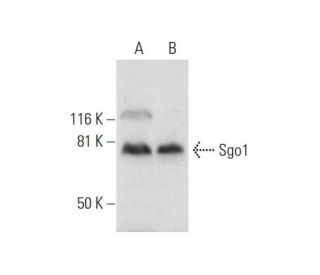 Sgo1 Antibody (F-8) - Western Blotting - Image 300138 