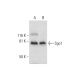 Sgo1 Antibody (F-8) - Western Blotting - Image 300138 