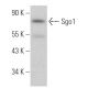 Sgo1 Antibody (F-8) - Western Blotting - Image 367139