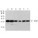 SGTA Antibody (F-7) - Western Blotting - Image 382860 