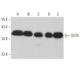 SGTA Antibody (G-11) - Western Blotting - Image 365122 