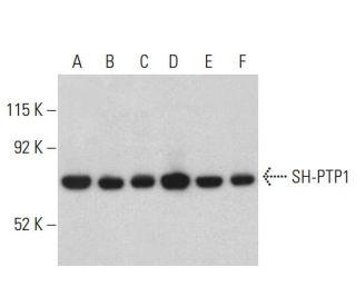 SH-PTP1 Antibody (D-11) - Western Blotting - Image 398973 