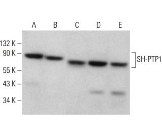 SH-PTP1 Antibody (D-7) - Western Blotting - Image 376602 