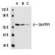 SH-PTP1 Antibody (PTY11) - Western Blotting - Image 15390 