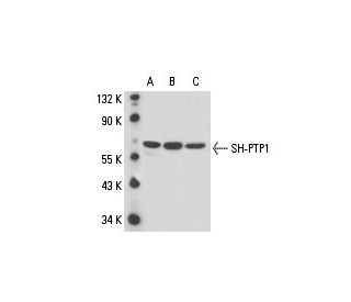 SH-PTP1 Antibody (PTY11) - Western Blotting - Image 17975 