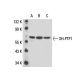 SH-PTP1 Antibody (PTY11) - Western Blotting - Image 17975 